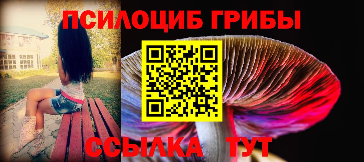 Псилоцибиновые грибы Psilocybe Саянск